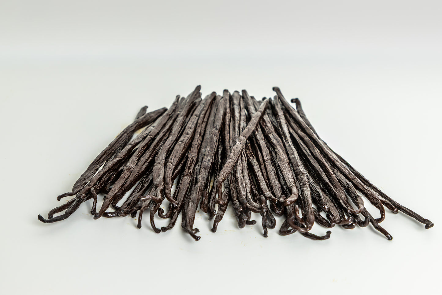 Vainilla Planifolia Gourmet (17-19cm) | Vainilla Mexicana